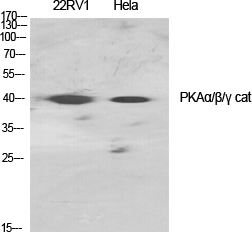 PKAalpha/beta/gamma cat Antibody