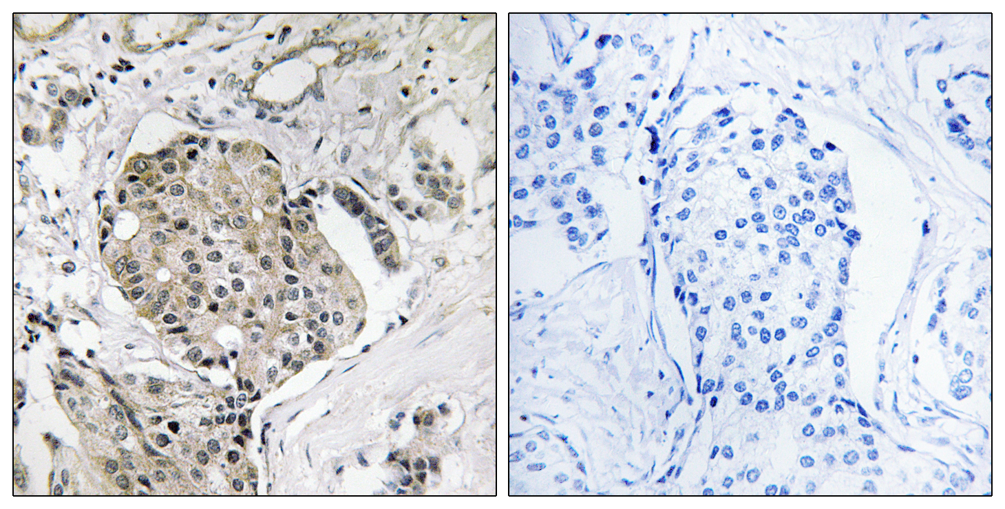 USP40 Antibody