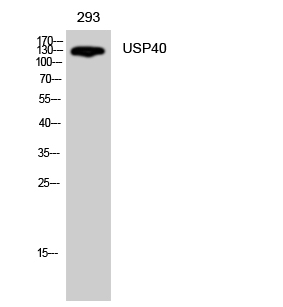 USP40 Antibody