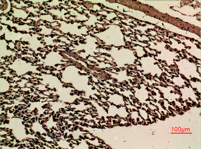 JAM2 Antibody