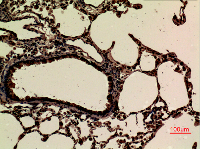 JAM2 Antibody