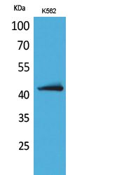 JAM2 Antibody