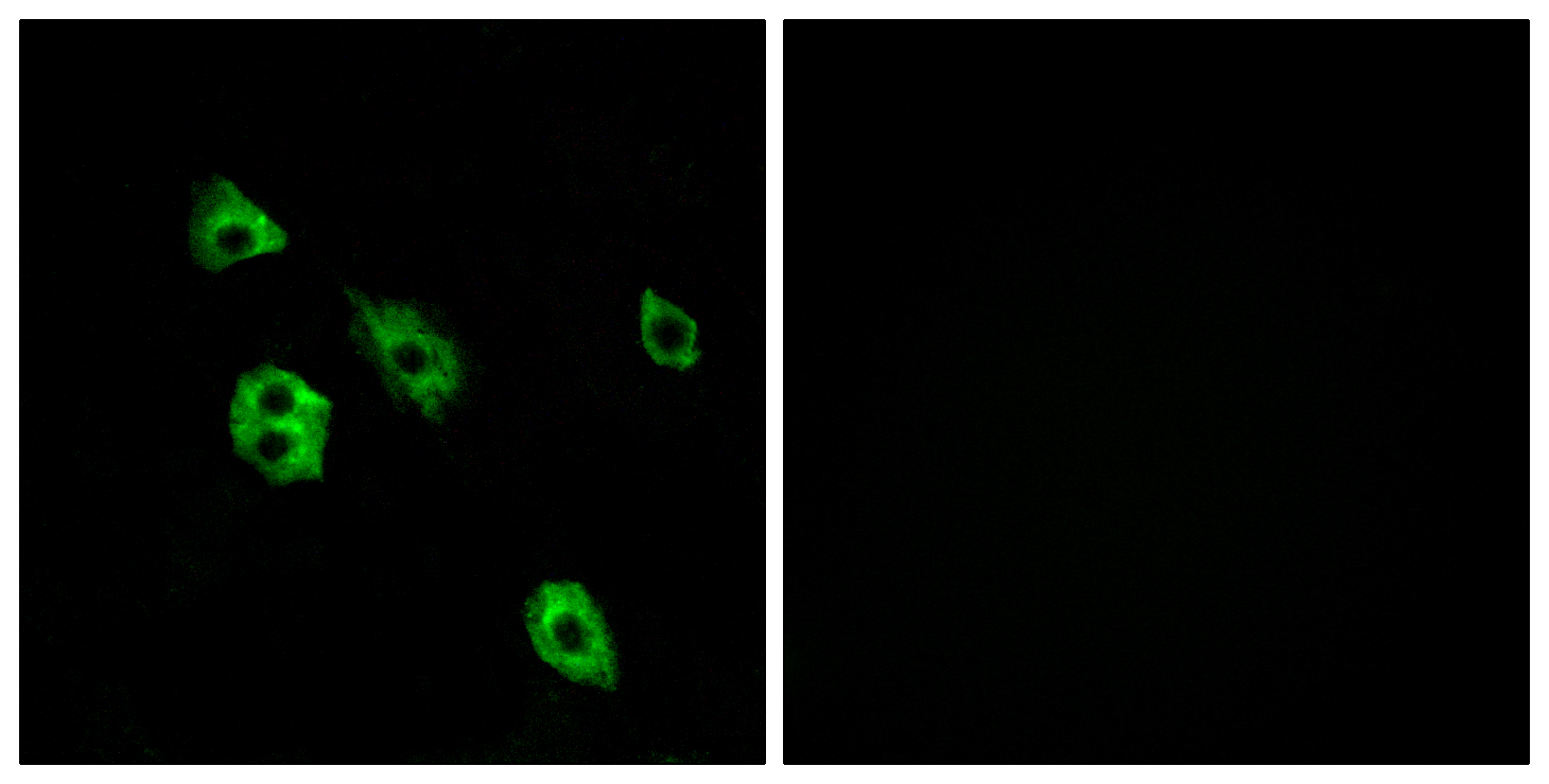 GPR27 Antibody