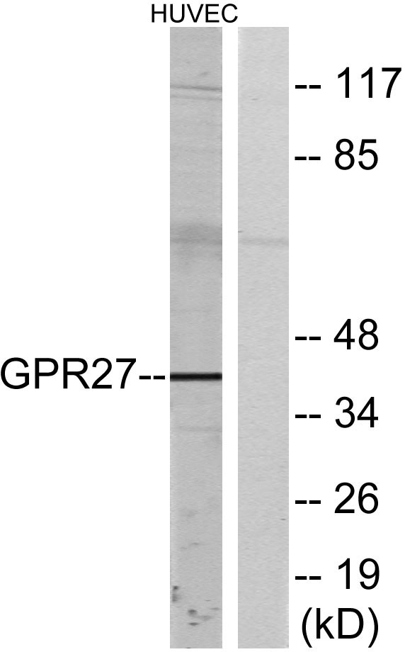 GPR27 Antibody