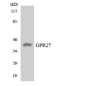 GPR27 Antibody