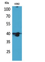 GPR87/GPR95 Antibody