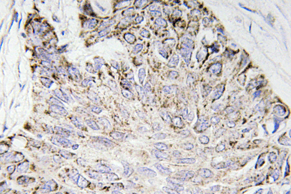 caspase-4 Antibody