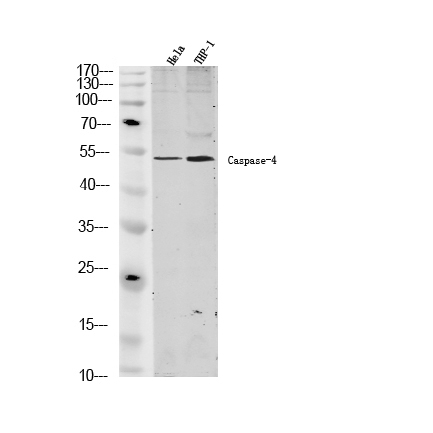 caspase-4 Antibody