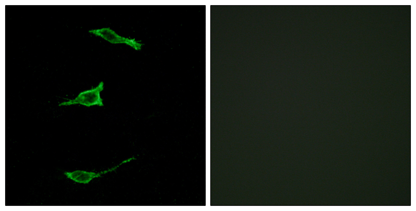 FFAR1 Antibody