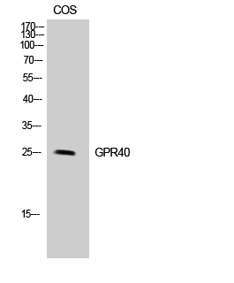 FFAR1 Antibody