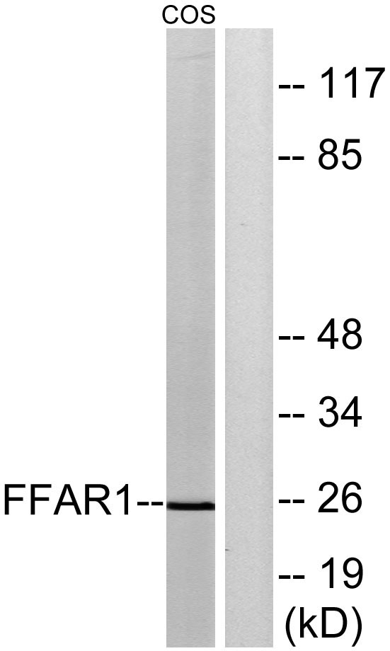 FFAR1 Antibody