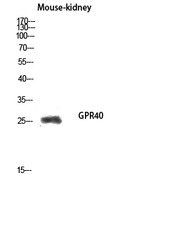 FFAR1 Antibody