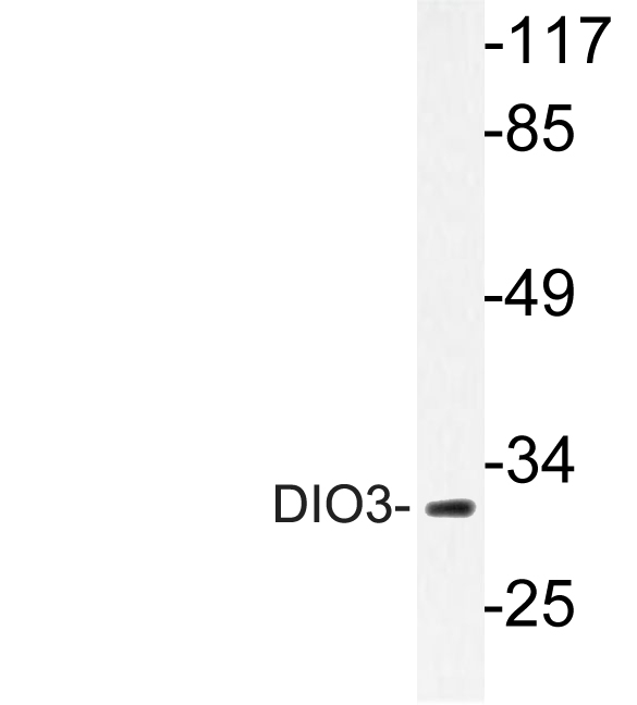 DIO3 Antibody