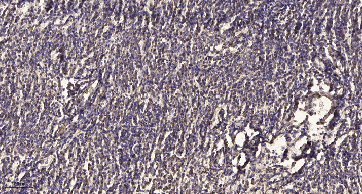 SEMA3F Antibody