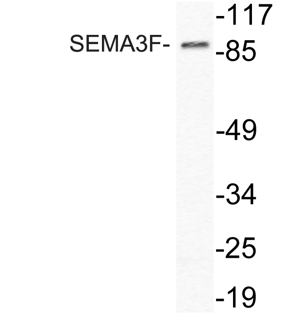 SEMA3F Antibody