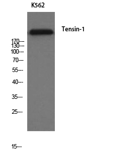 Tensin-1 Antibody