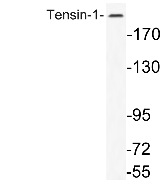 Tensin-1 Antibody