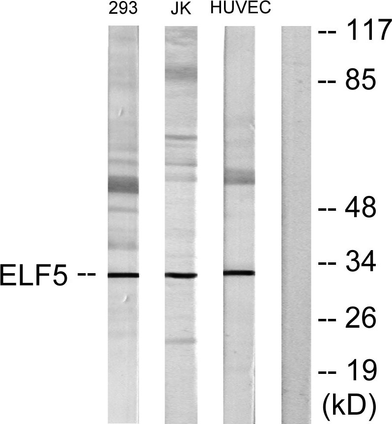 ELF5 Antibody