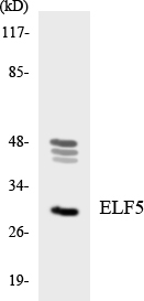 ELF5 Antibody