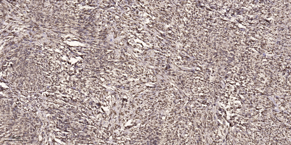 Ik3-1 Antibody