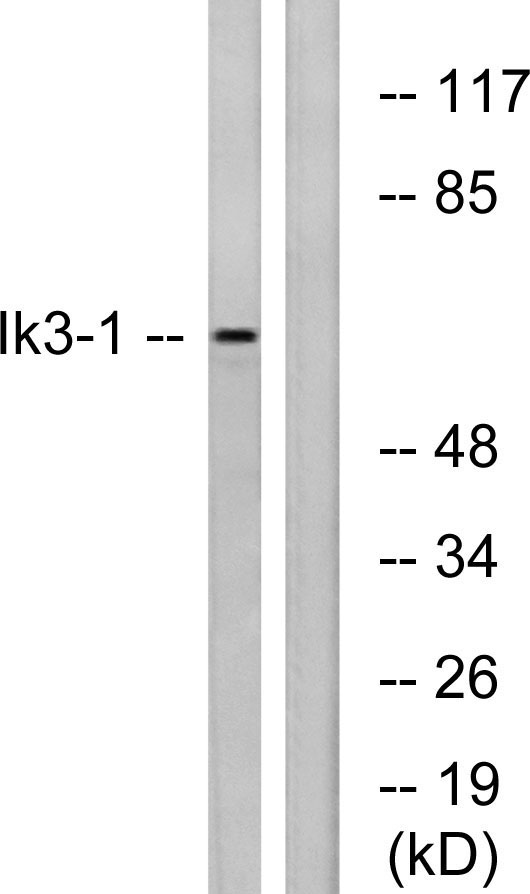 Ik3-1 Antibody