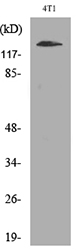 ITGAD Antibody