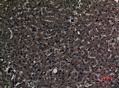 PAOX Antibody