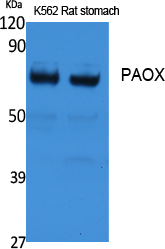 PAOX Antibody