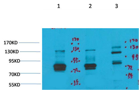 KCNH7 Antibody