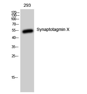 SYT10 Antibody