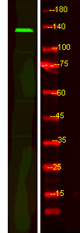 FBF1 Antibody