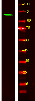 MYO1F Antibody