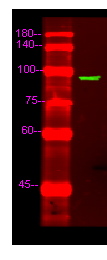 RALGDS Antibody