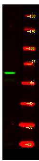 CCNK Antibody