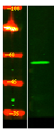 ZNF497 Antibody