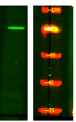 NUFIP2 Antibody