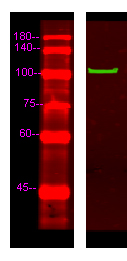 MYOCD Antibody