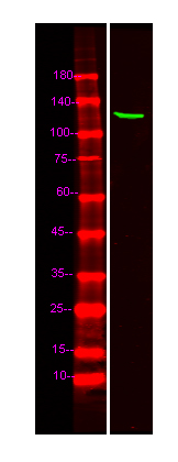 TOPRS Antibody