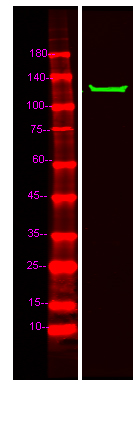 MIB2 Antibody