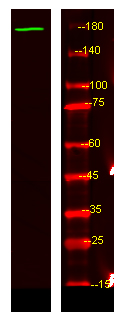 NRK Antibody