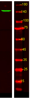 LPHN3 Antibody