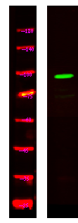 SCARF1 Antibody