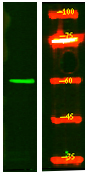 CS061 Antibody