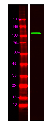 THRAP3 Antibody