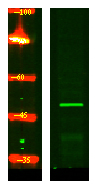 CRLF3 Antibody