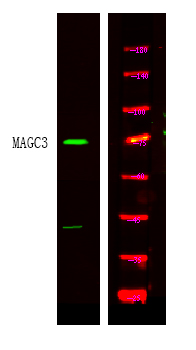 MAGC3 Antibody