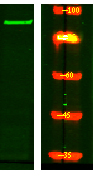 STRN4 Antibody