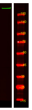 ADAMTS20 Antibody