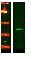 GCNT4 Antibody