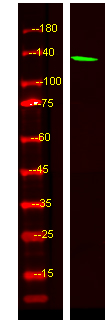 CAMTA2 Antibody